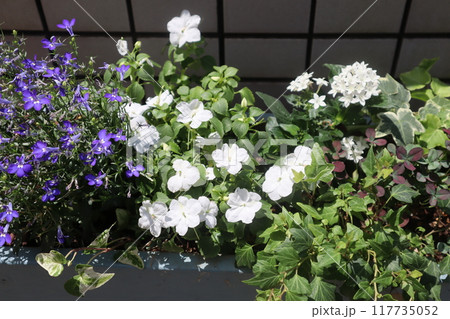玄関前の白と紫の花の寄せ植え 玄関前の白と紫の花の寄せ植え 117735052