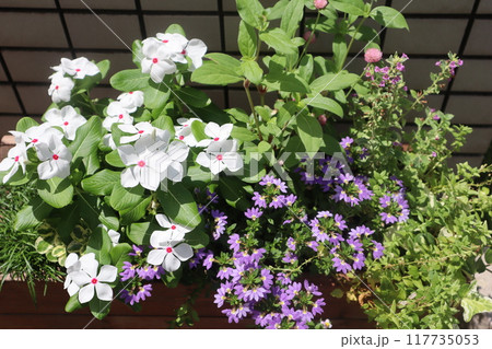 玄関前の白い花と紫の花寄せ植え 玄関前の白い花と紫の花寄せ植え 117735053