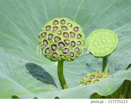 蓮の実 蓮の実 117735223