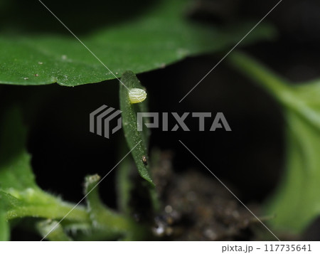 葉に産み付けられたツマグロヒョウモンの卵 117735641