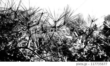 植物モノクロイメージ 植物モノクロイメージ 117735677