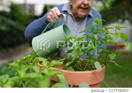 Portrait of senior woman taking care of plants in garden. Watering seedlings with harvested rainwater. Portrait of senior woman taking care of plants in garden. Watering seedlings with harvested rainwater. 117736007