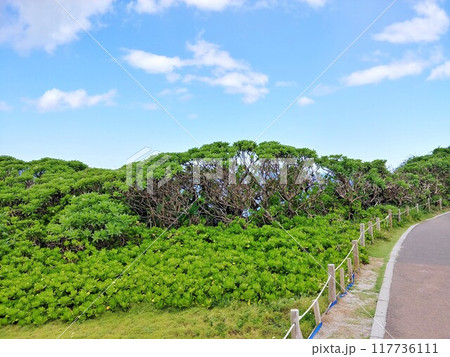 沖縄県恩納村　万座毛6 117736111