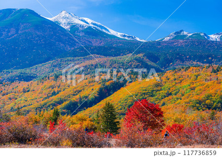 【秋素材】乗鞍高原・冠雪した乗鞍岳と大カエデ【長野県】 【秋素材】乗鞍高原・冠雪した乗鞍岳と大カエデ【長野県】 117736859