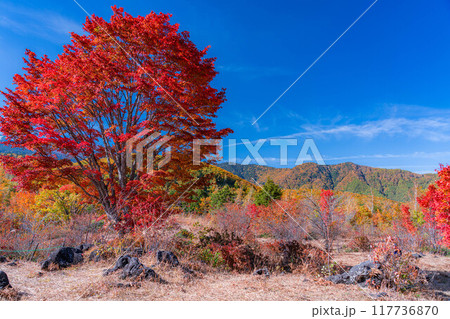 【秋素材】乗鞍高原・冠雪した乗鞍岳と大カエデ【長野県】 117736870