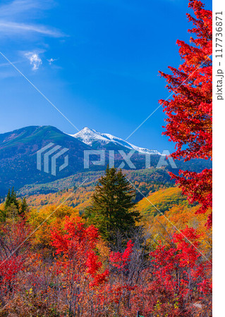 【秋素材】乗鞍高原・冠雪した乗鞍岳と大カエデ【長野県】 117736871