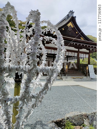 松尾大社のおみくじ掛けと拝殿 117736963