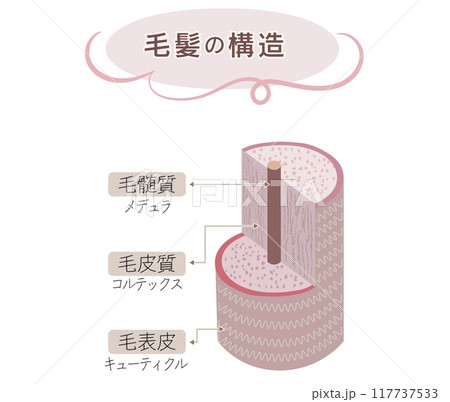 毛髪の構造の断面図・キューティクル 毛髪の構造の断面図・キューティクル 117737533