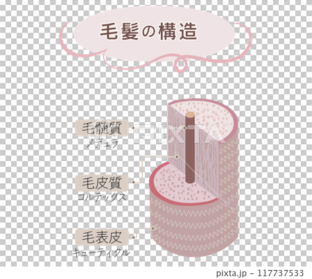 毛髪の構造の断面図・キューティクル 毛髪の構造の断面図・キューティクル 117737533
