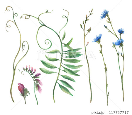 Wildflower set. Field plant with blue chicory flowers and buds, meadow Mouse pea, blade of grass, green creeper. Watercolor hand drawn illustration. Botanical bouquet. Clipart Isolated from background Wildflower set. Field plant with blue chicory flowers and buds, meadow Mouse pea, blade of grass, green creeper. Watercolor hand drawn illustration. Botanical bouquet. Clipart Isolated from background 117737717