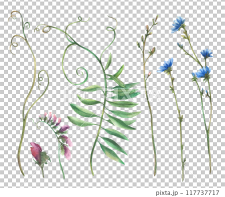 Wildflower set. Field plant with blue chicory flowers and buds, meadow Mouse pea, blade of grass, green creeper. Watercolor hand drawn illustration. Botanical bouquet. Clipart Isolated from background 117737717