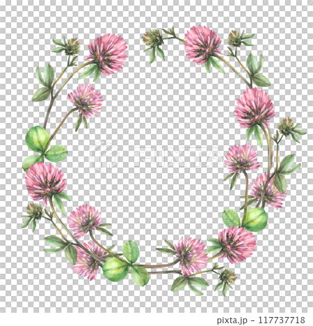 Clover pink flower with leaves, bud wreath. Watercolor painted illustration. Floral circle frame. Field wildflowers for botanical greeting card, label Blooming meadow clipart isolated from background  117737718