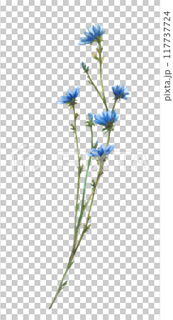 Watercolor blue wildflower twig. Field plant with flowers and buds Cornflower or chicory. Hand drawn illustration. Botanical realistic clipart for card, summer floral clipart Isolated from background Watercolor blue wildflower twig. Field plant with flowers and buds Cornflower or chicory. Hand drawn illustration. Botanical realistic clipart for card, summer floral clipart Isolated from background 117737724