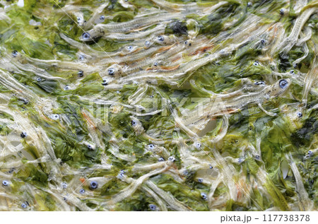 たたみいわし 117738378