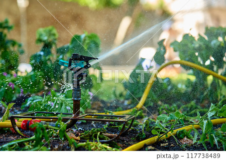 Garden Sprinkler Watering Lush Green Plants Garden Sprinkler Watering Lush Green Plants 117738489