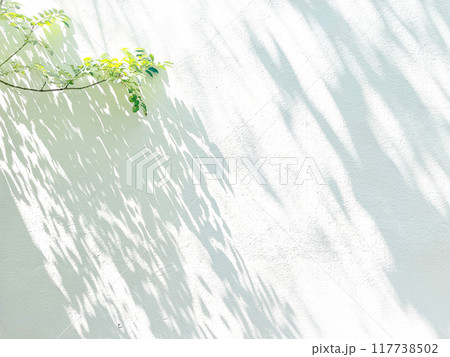 植物 影 光 日差し 植物 影 光 日差し 117738502