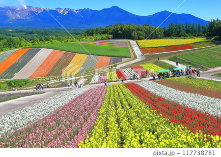 【北海道】快晴の美瑛の花畑（四季彩の丘） 117738781