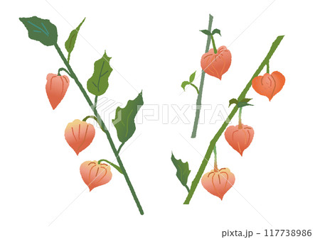 ほおずき　ホオズキ　鬼灯　イラスト 117738986