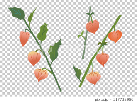 ほおずき　ホオズキ　鬼灯　イラスト 117738986