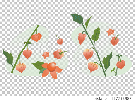 ほおずき　ホオズキ　鬼灯　イラスト 117738987