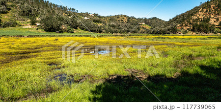 Yellow flowers on the way from Troviscais to the River Mira, Vicentine Coast Natural Park Portugal Yellow flowers on the way from Troviscais to the River Mira, Vicentine Coast Natural Park Portugal 117739065