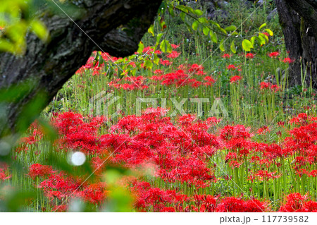 秋の風情感じる 嶺岳寺の彼岸花 秋の風情感じる 嶺岳寺の彼岸花 117739582
