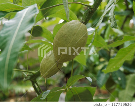 アオイ科カイエンナットの果実 アオイ科カイエンナットの果実 117739626