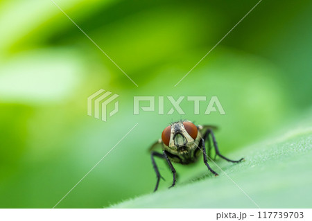 センチニクバエ 117739703