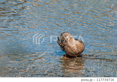 鴨川のマガモ　メス 117739716