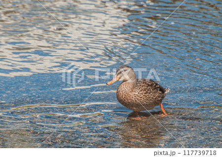 鴨川のマガモ　メス 117739718