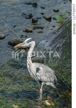 アオサギ　京都市鴨川 117739727