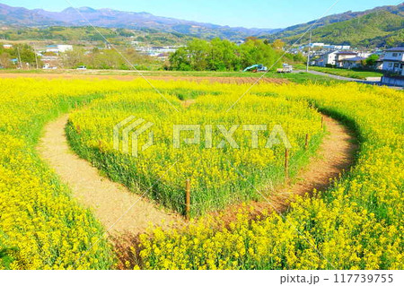 満開の菜の花畑　ヴェンテンガルテン　上山市 117739755