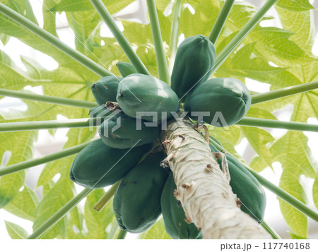 パパイア科の常緑小高木パパイアの果実 117740168