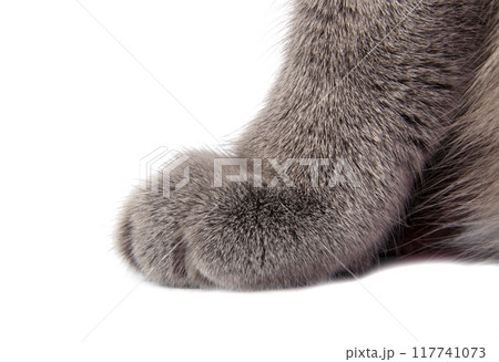 Pretty fluffy blue gray british cat isolated on the white Pretty fluffy blue gray british cat isolated on the white 117741073