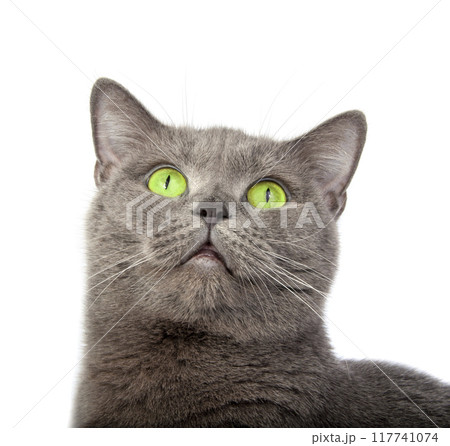 Pretty fluffy blue gray british cat isolated on the white 117741074