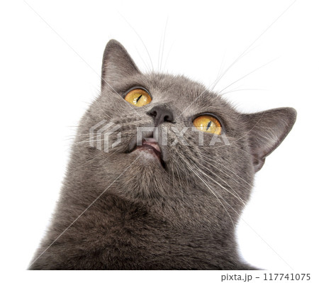 Pretty fluffy blue gray british cat isolated on the white 117741075