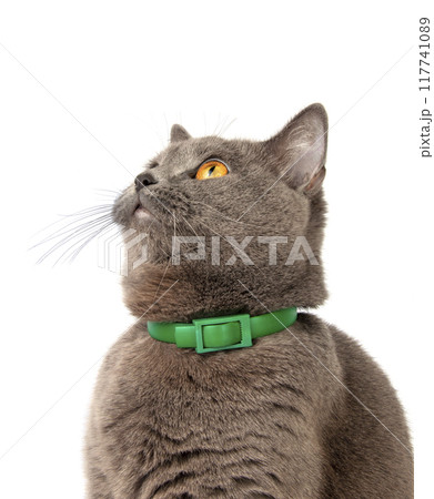 Pretty fluffy blue gray british cat isolated on the white Pretty fluffy blue gray british cat isolated on the white 117741089