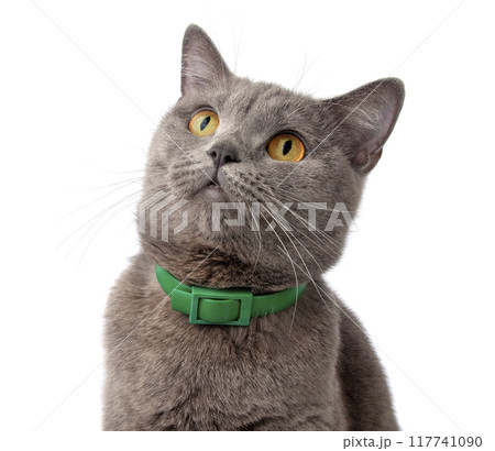 Pretty fluffy blue gray british cat isolated on the white Pretty fluffy blue gray british cat isolated on the white 117741090