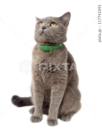 Pretty fluffy blue gray british cat isolated on the white. Good choice for advertising. 117741091