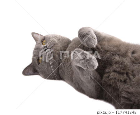 Pretty fluffy blue gray british cat isolated on the white Pretty fluffy blue gray british cat isolated on the white 117741248