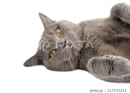 Pretty fluffy blue gray british cat isolated on the white Pretty fluffy blue gray british cat isolated on the white 117741251