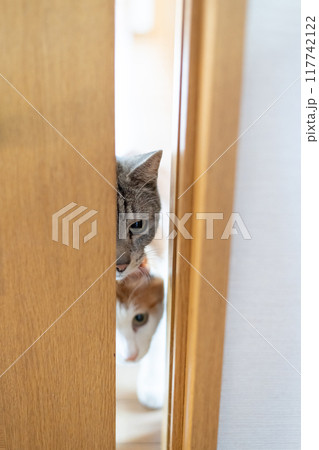 扉の隙間から中を見る猫 117742122