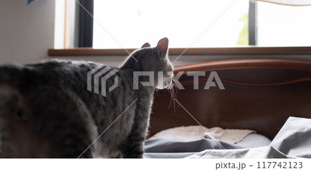 ベッドの上の猫　サバトラ猫 117742123
