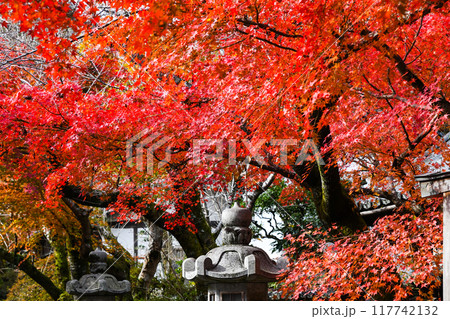日本の秋 紅葉 日本の秋 紅葉 117742132