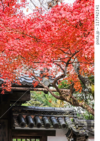 日本の秋 紅葉 日本の秋 紅葉 117742141