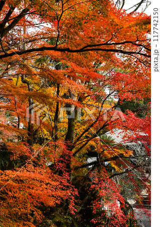 日本の秋　紅葉 117742150