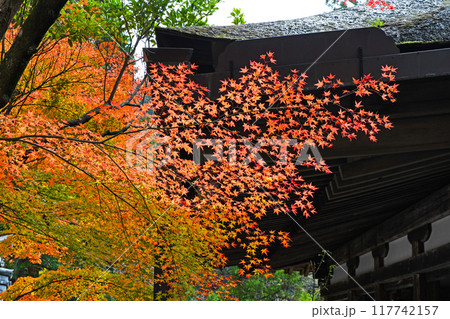 日本の秋 紅葉 日本の秋 紅葉 117742157