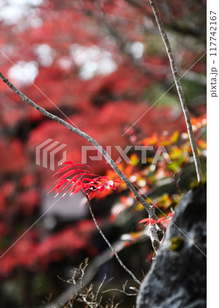 日本の秋 紅葉 日本の秋 紅葉 117742167