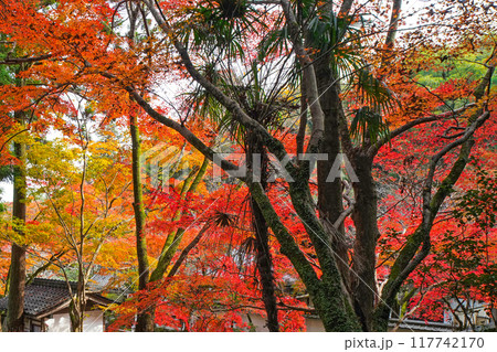 日本の秋　紅葉 117742170