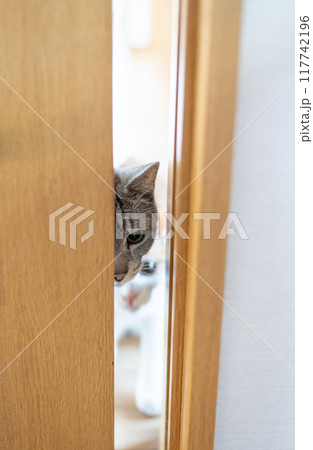 扉の隙間から中を見る猫 117742196